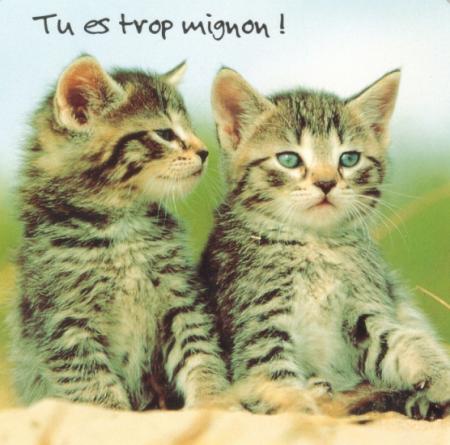 Pti' Conseil...!