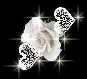 Rose Blanche...Pureté...Bonté...Amitié...