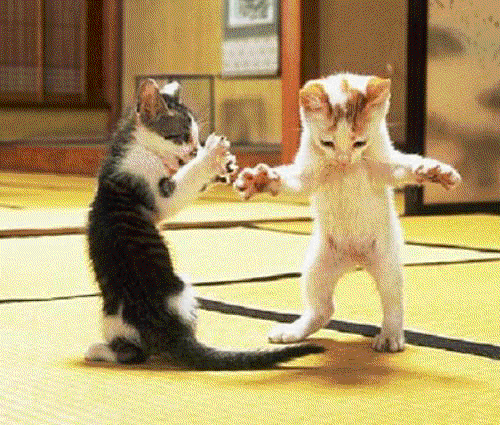 La suite!!!