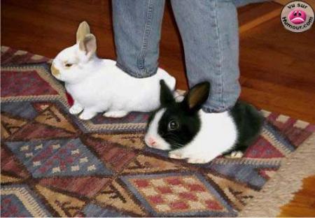 Bisous...!!! Mon Lapin