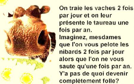 Complètement Folle la Vache!!! Pauvre Bête... Bisousss à Tous