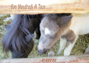 Bon Vendredi les Ami