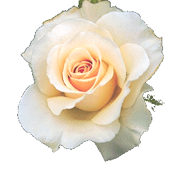 DE ROSE !!!